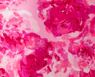 Peony Pink